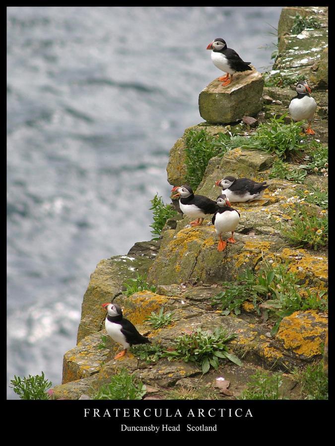 Puffin Cottage John o' Groats Exterior photo